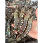 Tôm sú tươi sống size 60-70 con/kg