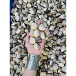 Nghêu biển sống size 10-15 con/kg