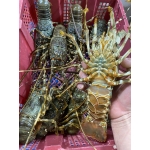 Tôm hùm tre sống 3-4 con/kg