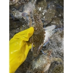 Ghẹ xanh tươi sống size 5-6 con/kg