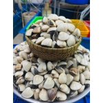 Nghêu sống, nuôi an toàn giá tốt size 15-20 con/kg