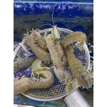 Tôm tít (bề bề) tươi sống 8-10 con/kg