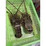 Tôm hùm xanh đông lạnh 300-500 gr/con