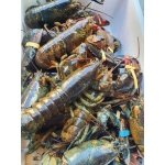 Tôm hùm nhập khẩu đông lạnh 1-1,5 kg/con