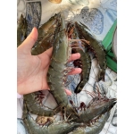 Tôm sú đông lạnh 40-50 con/kg