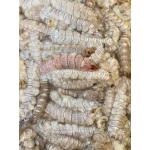 Tôm tít (bề bề) tách vỏ đông lạnh 50-70 con/kg