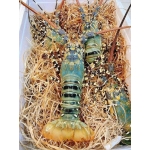 Tôm hùm bông (tôm hùm sao) sống 300-500 gr/con