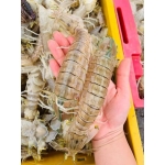 Tôm tít (bề bề) sống 4-5 con/kg