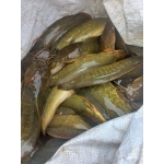 Cá trê vàng thiên nhiên còn sống, giá tốt Size 400-600 gr/con