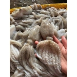 Bạch tuộc tươi sống giá sỉ size 2-3 con/kg