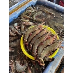 Tôm sú thiên nhiên 15-20 con/kg