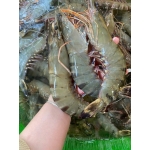 Tôm sú sống 25-30 con/kg