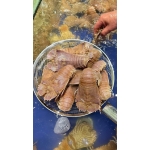 Tôm mũ ni trắng (tôm vỗ) tươi sống 4-6 con/kg