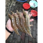 Tôm thẻ sống 50-60 con/kg