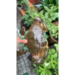 Cua thịt (cua Y) sống thiên nhiên 560-650 gr/con