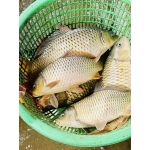 Cá chép sống mới đánh bắt an toàn thơm ngon Size 1,5-2 kg/con