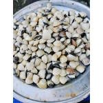 Nghêu sống, đánh bắt ở biển size 40-50 con/kg