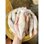 Mực ống đông lạnh ngon size 500-700 gr/con