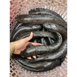 Cá lóc thiên nhiên sống Size 0,5-1 kg/con