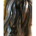 Cá chình thiên nhiên sống 1-1,5 kg/con