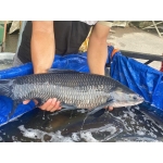 Cá trắm đen sống giá tốt Size 4-5 kg/con
