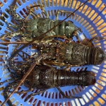 Tôm Hùm Tre Đông Lạnh