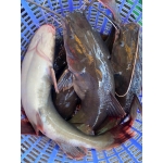 Cá lăng đuôi đỏ đã làm sạch, sản phẩm an toàn Vietgap Size 2,5-3 kg/con