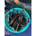 Cá tầm sống vừa đánh bắt, thịt ngon ngọt Size 2-2,5 kg/con