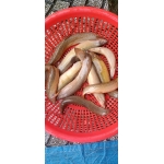 Cá chạch quế (chạch sụn) làm sạch Size: 6-7 con/kg