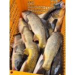 Cá chép sống từ thiên nhiên Size 1,5-2 kg/con