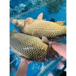 Cá chép sống Size 1-1,5 kg/con
