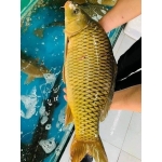 Cá chép sống từ thiên nhiên Size 2-2,5 kg/con