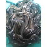 Cá chạch quế (chạch sụn) sống, giá tốt Size 8-10 con/kg