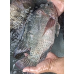 Cá rô phi sống Size 1-1,5 kg/con
