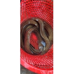 Cá chạch lấu (chạch bông) sống Size 300-400 gr/con