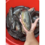 Cá rô sống mới đánh bắt, giá tốt Size 3-4 con/kg