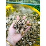 giá ốc hương chợ bình điền