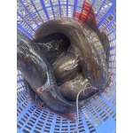 Cá lăng đuôi đỏ sống vừa bắt, tươi mới Size 2-2,5 kg/con