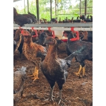 Gà lai chọi (gà trống) còn sống Size: 2-2,5 kg/con