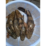 Cá bống tượng tươi sống Size 0,7-1 kg/con