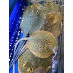 Cá Đuối Sao Xanh (2.5 - 4 kg)