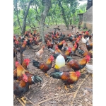 Gà ta nuôi thiên nhiên (gà mái) Size 1-1,5 kg/con