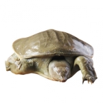 Mua ba ba ở đâu Quận 10