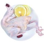 Bồ Câu Thịt Quận Tân Phú