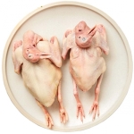 Chim bồ câu pháp làm sạch 300-400 gr/con