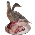 Vịt cỏ (vịt đồng) sống Size: 3-3,5 kg/con Xuất sứ Long An