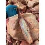 Bắp rùa bò tươi