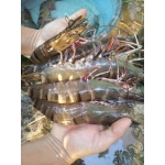Tôm sú sống, nuôi an toàn giá tốt Size: 50-60 con/kg Xuất sứLong An