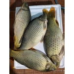 Cá chép giòn tươi sống