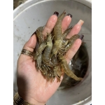 Tôm Đất Tươi Sống